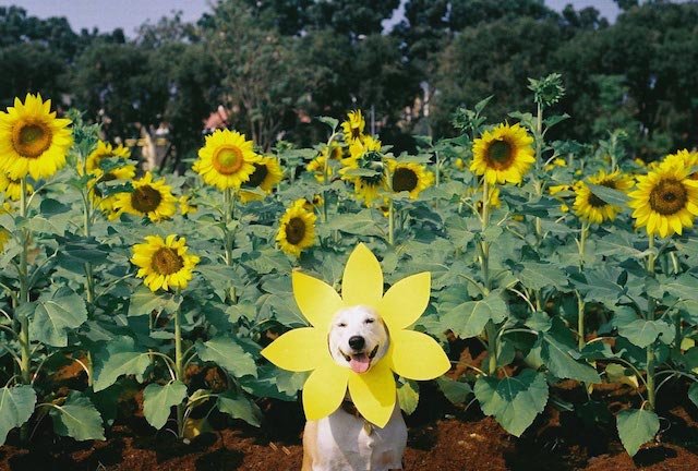 Gluta-The-Happy-Smiling-Dog-0