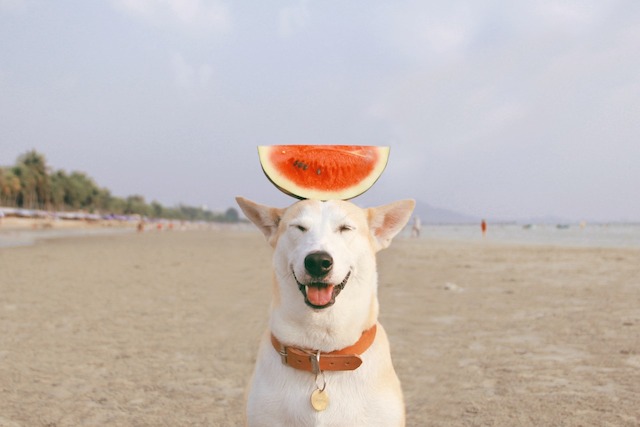 Gluta-The-Happy-Smiling-Dog-1