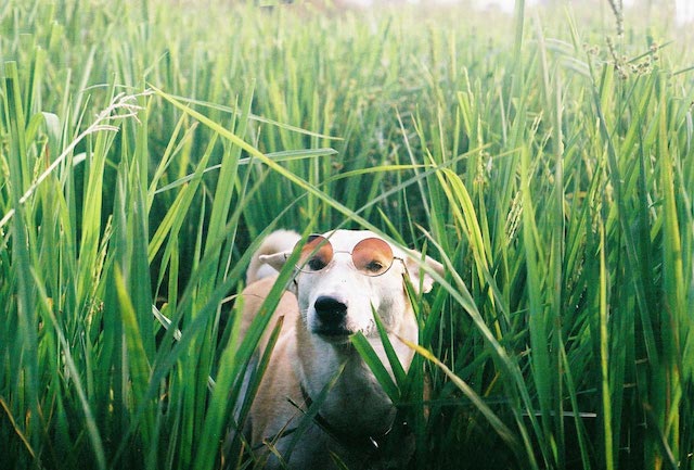 Gluta-The-Happy-Smiling-Dog-10