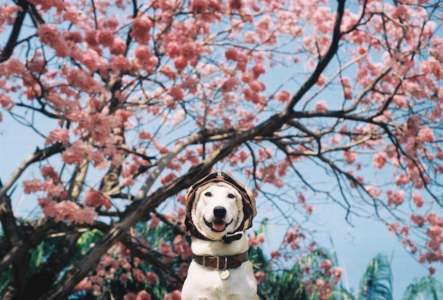 Gluta-The-Happy-Smiling-Dog-11