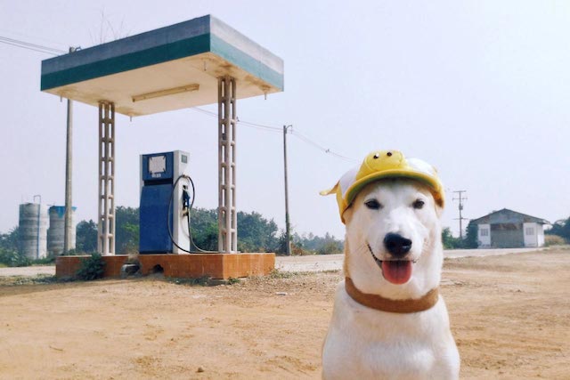 Gluta-The-Happy-Smiling-Dog-12