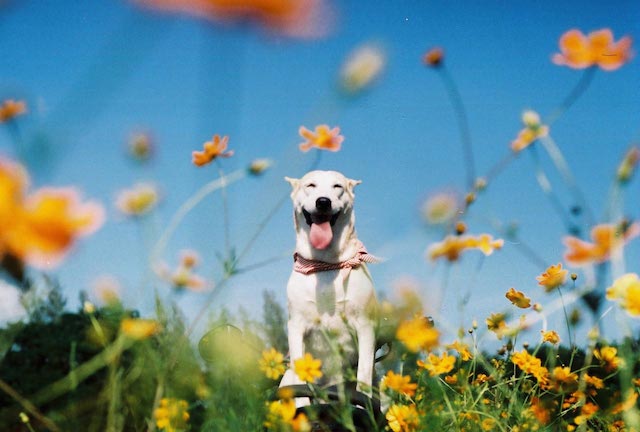 Gluta-The-Happy-Smiling-Dog-13