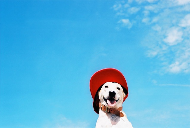 Gluta-The-Happy-Smiling-Dog-2