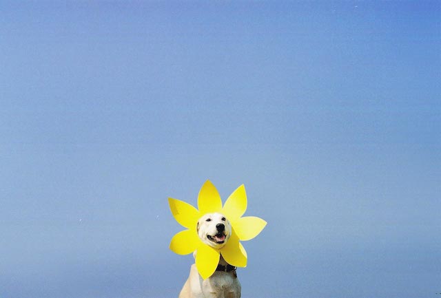 Gluta-The-Happy-Smiling-Dog-3