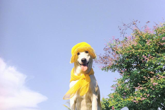 Gluta-The-Happy-Smiling-Dog-4