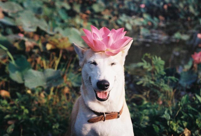 Gluta-The-Happy-Smiling-Dog-6