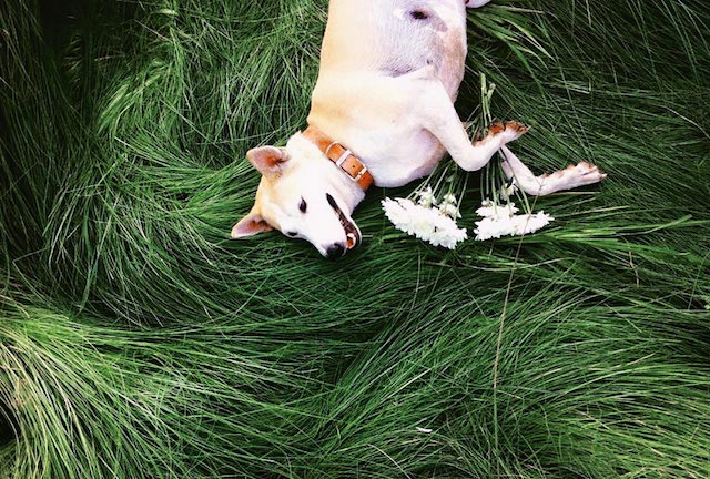 Gluta-The-Happy-Smiling-Dog-7