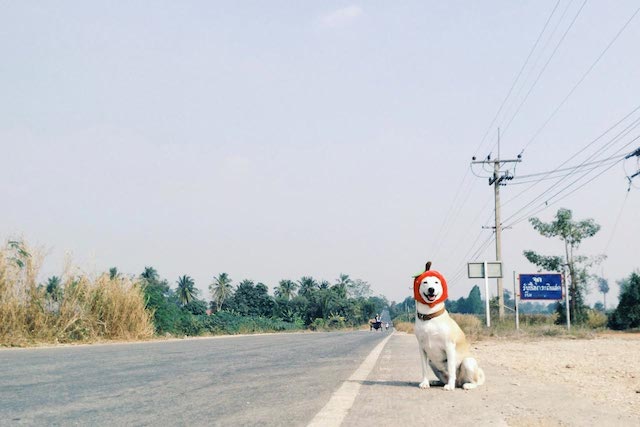 Gluta-The-Happy-Smiling-Dog-8