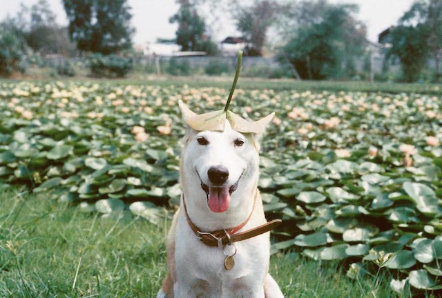 Gluta-The-Happy-Smiling-Dog-9