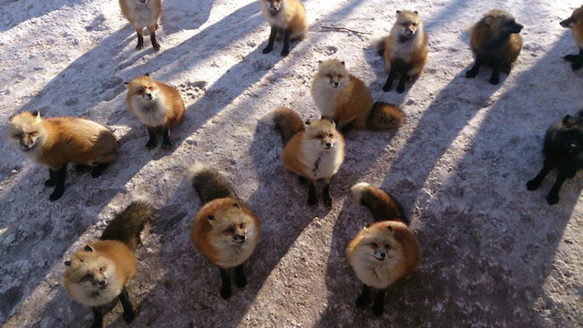 Fox-Village-in-Japan-0