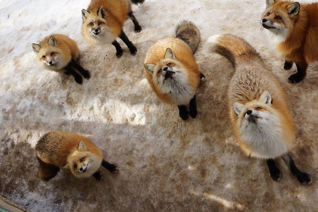 Fox-Village-in-Japan-00