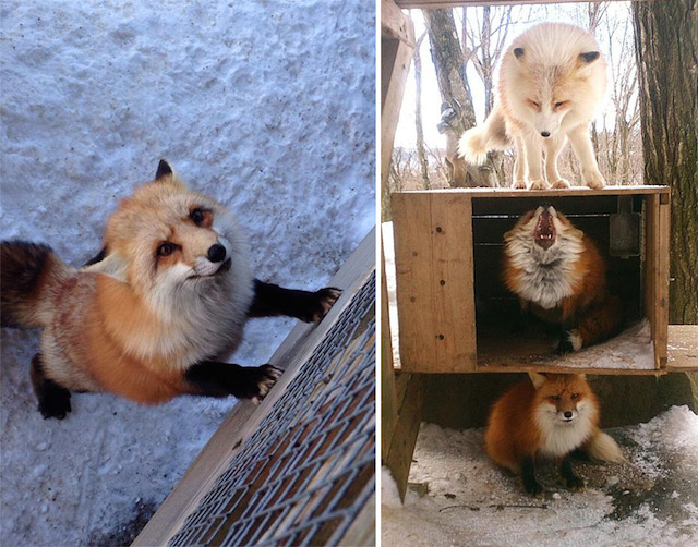 Fox-Village-in-Japan-1