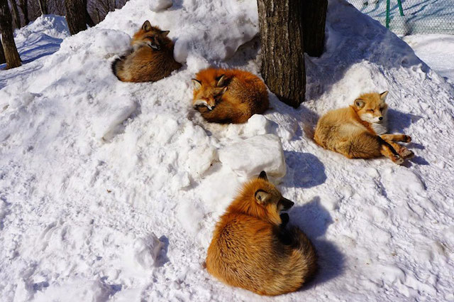 Fox-Village-in-Japan-10