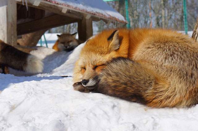 Fox-Village-in-Japan-11