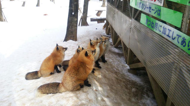 Fox-Village-in-Japan-12