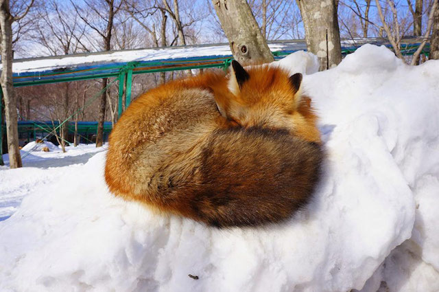 Fox-Village-in-Japan-15