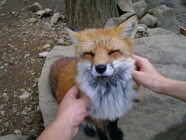 Fox-Village-in-Japan-16