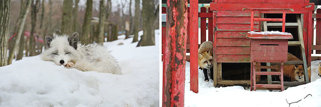 Fox-Village-in-Japan-17