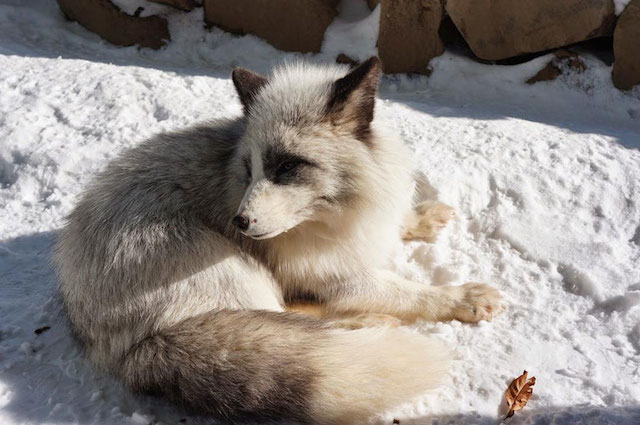 Fox-Village-in-Japan-19
