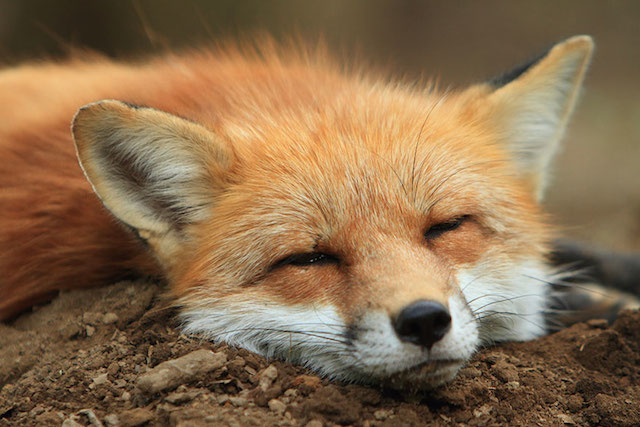 Fox-Village-in-Japan-2