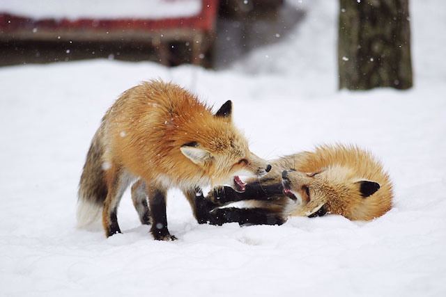 Fox-Village-in-Japan-3