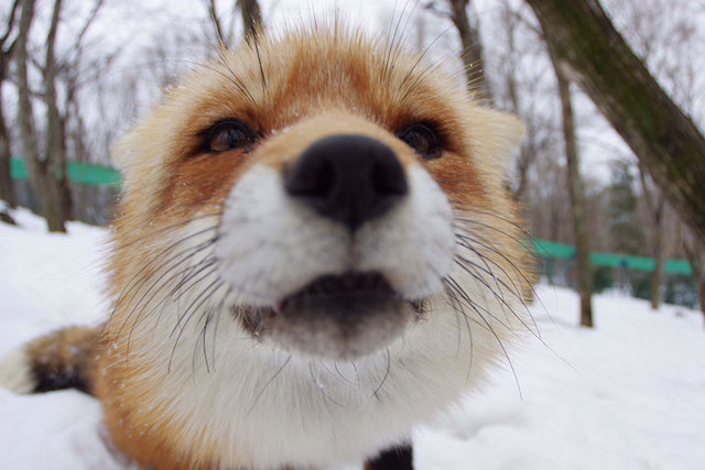 Fox-Village-in-Japan-4