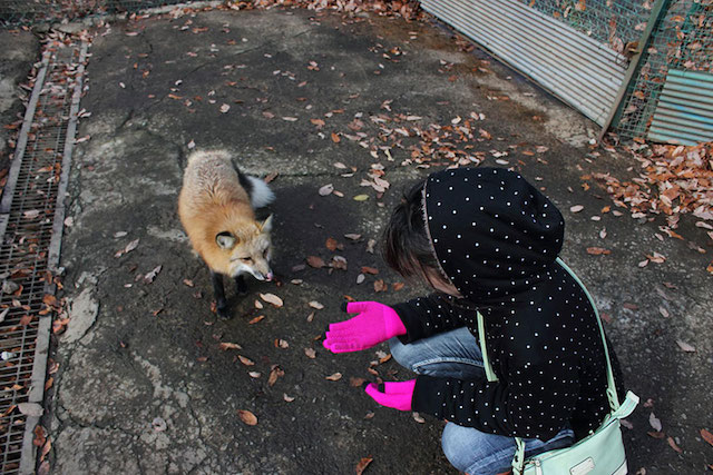 Fox-Village-in-Japan-5
