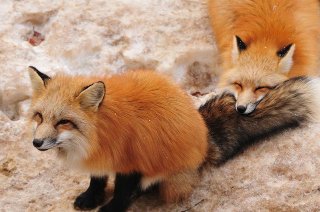 Fox-Village-in-Japan-5b