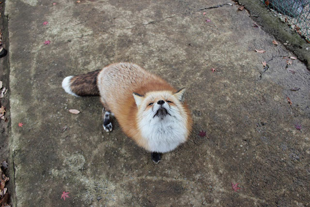 Fox-Village-in-Japan-6