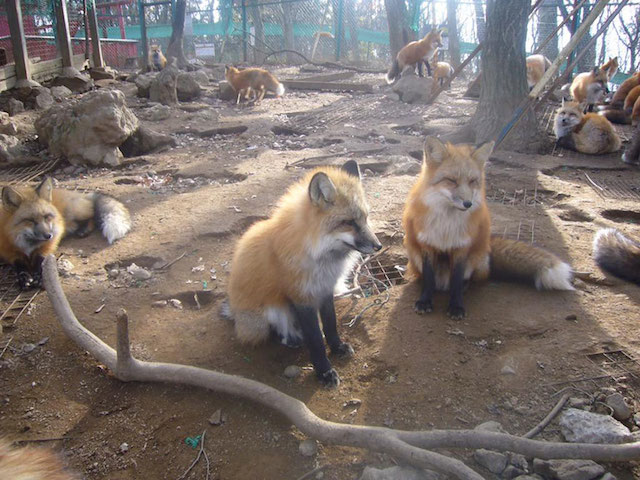 Fox-Village-in-Japan-7