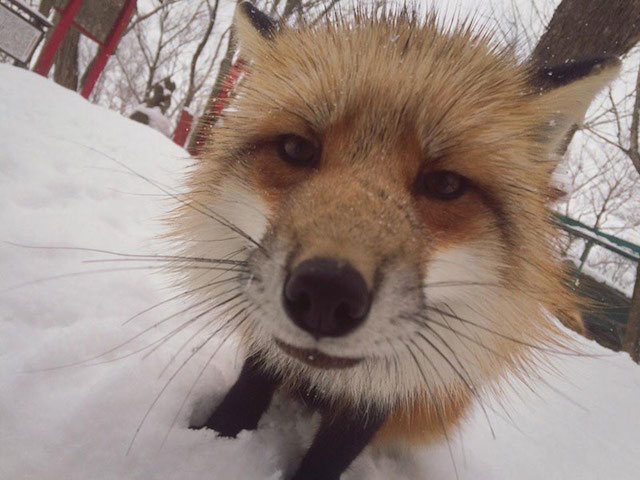 Fox-Village-in-Japan-8