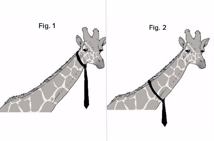 giraffa_cravatta