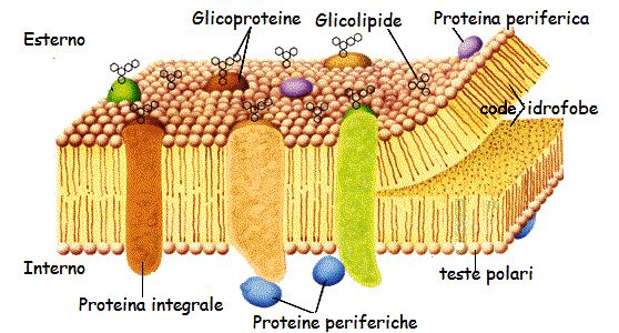 proteine-di-membrana